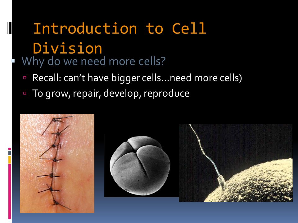 An introduction to cell division